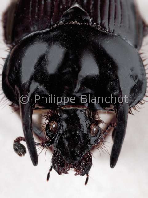 Typhaeus typhoeus.JPG - Typhaeus typhoeus (Portrait)MinotaureDung beetleColeopteraGeotrupidaeFrance